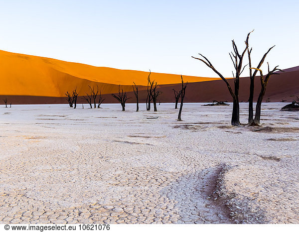 Namibia  Naukluft Park  Namib Wüste  Dead Vlei  tote Kameldornen vor Düne