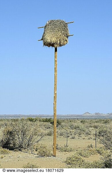 Namibia Nest des Siedelweber (Philetairus socius) an einem ehemaligen Strommast  Keetmanshoop  Namibia Afrika