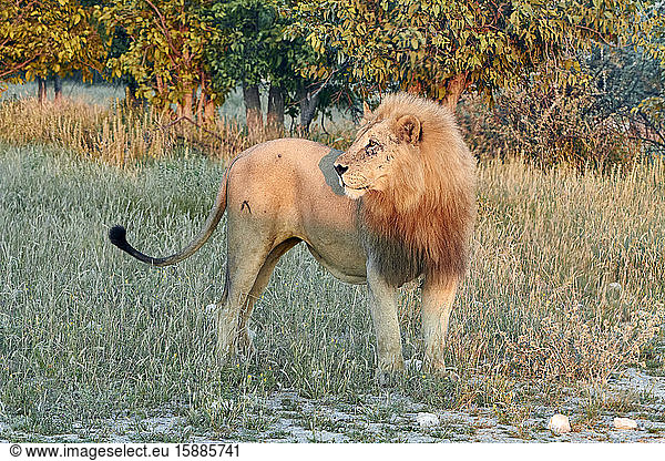 Namibia  Porträt eines Löwen (Panthera leo) in der Abenddämmerung im Freien stehend