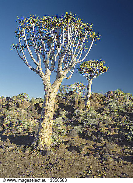 NAMIBIA Quiver Tree National Park Korerboom or Quiver trees. Member of the Aloe family and unique to this area.