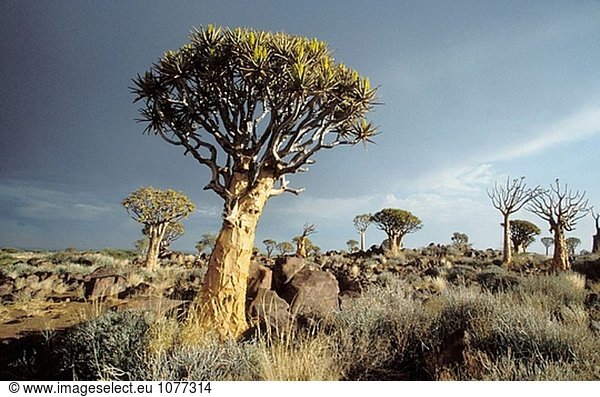 Namibia Szene  Köcherbäume mit Storm Himmel  Aloe Dichotoma  Quiver Tree Forest  Keetmanshoop  Namibia