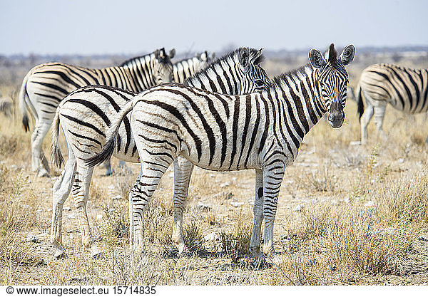 Namibia  Zebras im Etoscha-Nationalpark