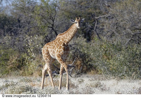 Namibian giraffe or Angolan giraffe (Giraffa camelopardalis angolensis)  young animal walking  curious  Etosha National Park  Namibia  Africa.