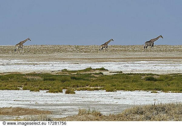 Namibian giraffes (Giraffa camelopardalis angolensis)  adult with two young walking on Etosha salt pan  Etosha National Park  Namibia  Africa