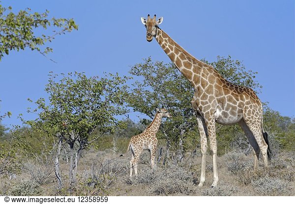 Namibian giraffes or Angolan giraffes (Giraffa camelopardalis angolensis)  mother with animal baby  Etosha National Park  Namibia  Africa.