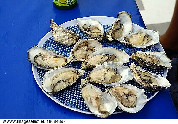 Namibian oysters  tour boat  Walvis Bay  Republic of Namibia