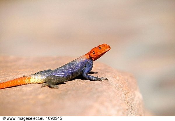 Namibischer Rock Agama (Agama Planiceps)  männlich