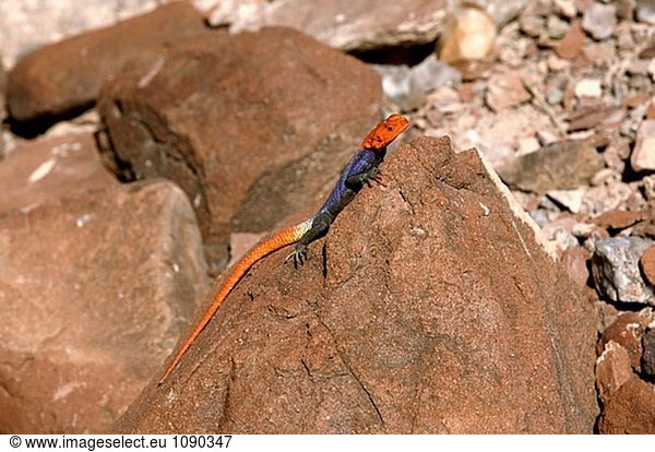 Namibischer Rock Agama (Agama Planiceps)  männlich