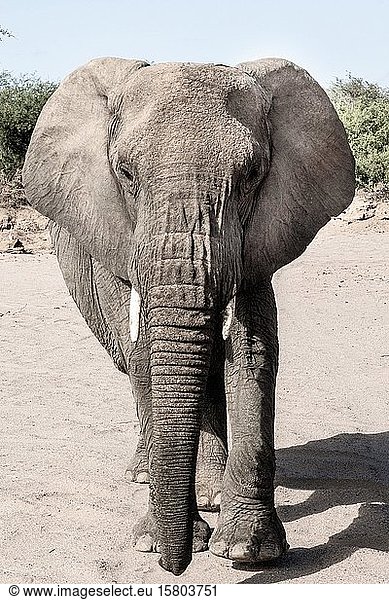 Namibischer Wüstenelefant (Loxodonta africana)  Huab-Fluss  Namibia  Afrika