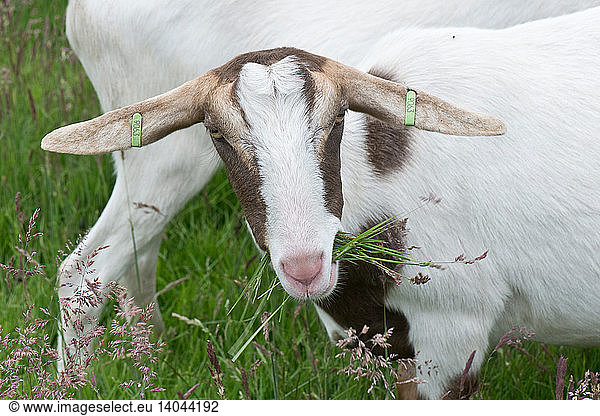 Nanny goat grazing long grass