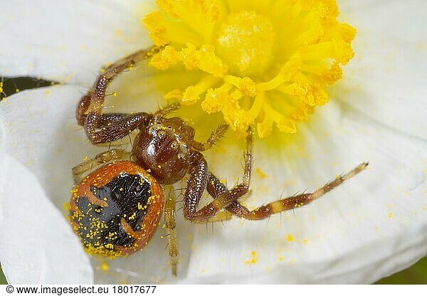 Napoleon Crab Spider (Synema globosum) adult female  in Narrow-leaved Cistus (Cistus monspeliensis) flower  Montagne de la Clape  Aude  Languedoc-Roussillon  France  Europe
