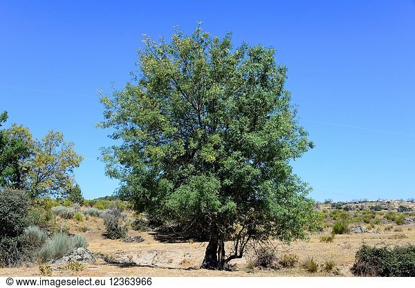 Narrow-leafed ash (Fraxinus angustifolia) is a deciduous tree native to southern Europe  northwest Africa and southwest Asia. This photo was taken in Arribes del Duero Natural Park  Zamora province  Castilla-Leon  Spain.