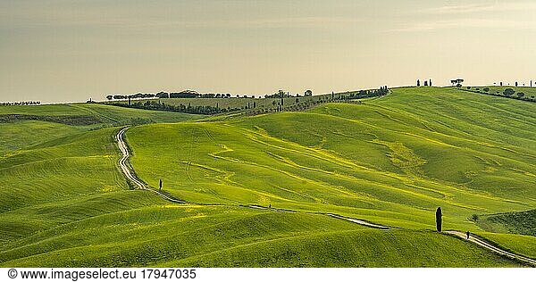 Narrow road in hilly landscape  Tuscany  Province of Siena  Tuscany  Italy  Europe