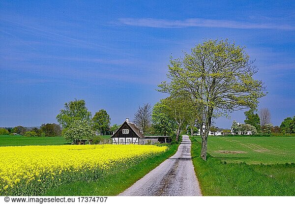 Narrow road  rape fields  lonely house  Falster  Denmark  Europe