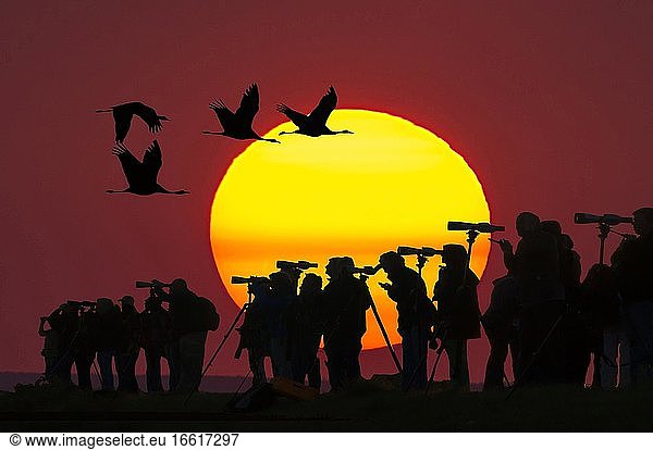 Nartur friends with telescopes in front of setting sun  cranes flying by  Mecklenburg-Vorpommern  Germany  Europe