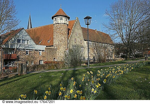 Narzissen  die Burg Michelstadt  Stadtburg  Michelstadt  Odenwaldkreis  Hessen  Deutschland  Europa