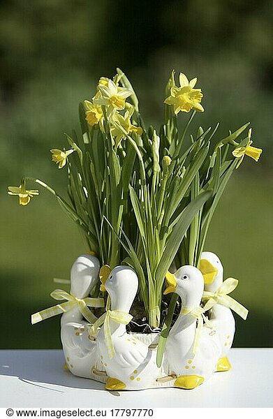 Narzissen (Narcissus) im Blumentopf