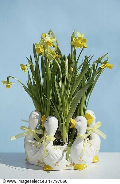 Narzissen (Narcissus) im Blumentopf