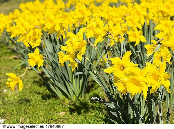 Narzissen (Narcissus) in Blüte  Deutschland  Europa