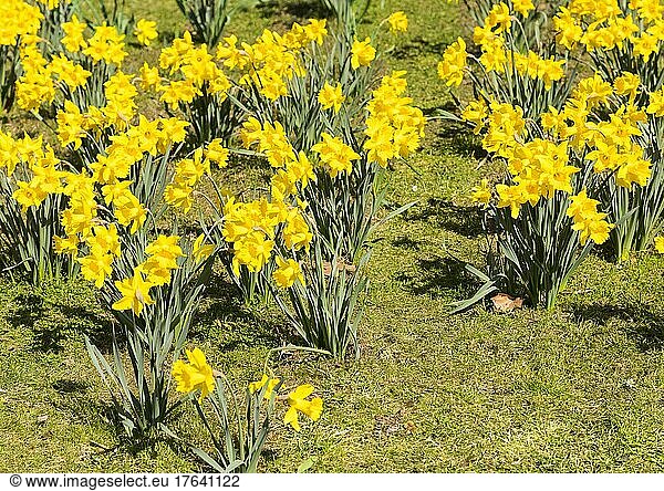 Narzissen (Narcissus) in Blüte  Deutschland  Europa