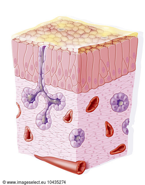 nasal-mucosa-nasal-mucosa-drawing-anatomy-anatomical-blood-circulation