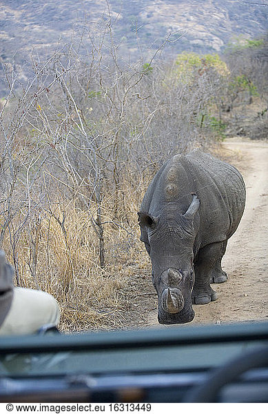Nashorn gegen Safari-Fahrzeug  Südliches Afrika.