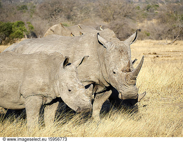 Nashornfamilie in der Savanne  Krüger-Nationalpark  Südafrika