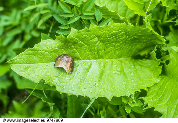 nass Pflanzenblatt Pflanzenblätter Blatt Close-up Schnecke Gastropoda