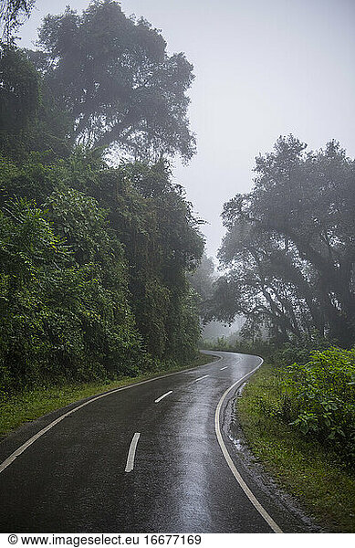 Nasse Straße im Regenwald  Jujuy  Argentinien  Südamerika