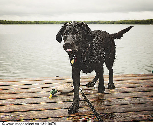 Nasser Hund auf Pier gegen See