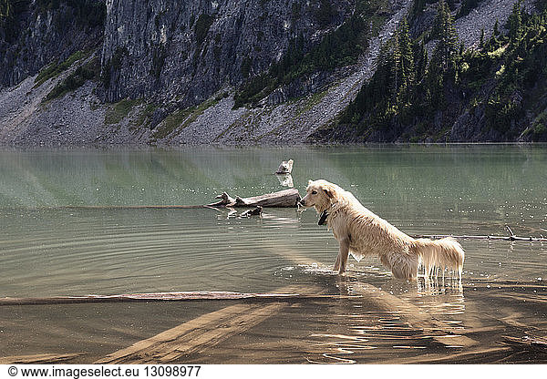 Nasser Hund im See stehend