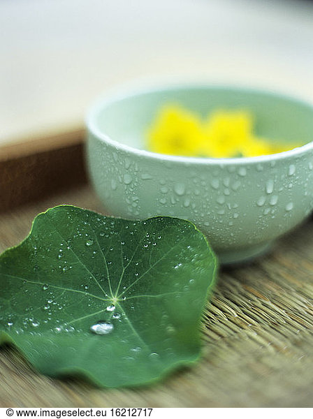Nasturtium leaf and bowl with dahlia