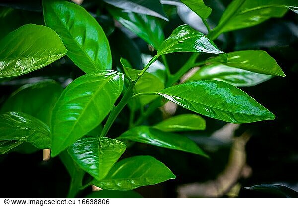 Natürliche grüne Blätter Hintergrund. Evergreen künstlerischen natürlichen Ansichten.
