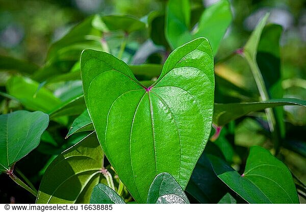 Natürliche grüne Blätter Hintergrund. Evergreen künstlerischen natürlichen Ansichten.
