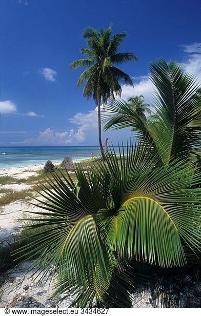 National park of Del Este  Saona island  Dominican Republic  Caribbean