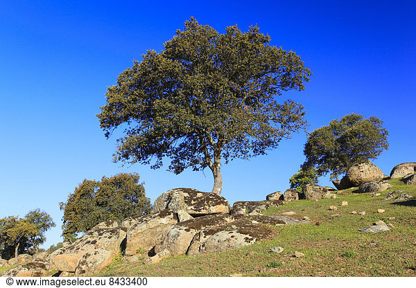 Nationalpark  Baum  Eiche  Andalusien  Spanien