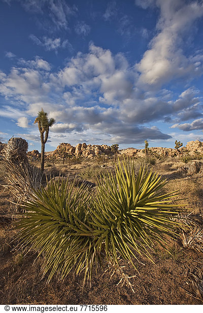 Nationalpark Baum Landschaft Pflanze Joshua Tree Yucca brevifolia Yucca rostrata Punkt