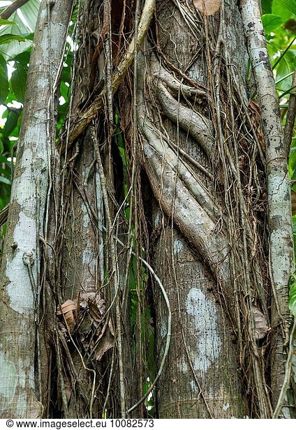 Nationalpark Baum Verpackung Panama Reben umwickelt