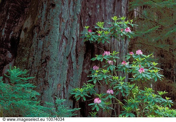 Nationalpark blühen Baum Bach Baumstamm Stamm Sequoia Kalifornien Prärie Rhododendron