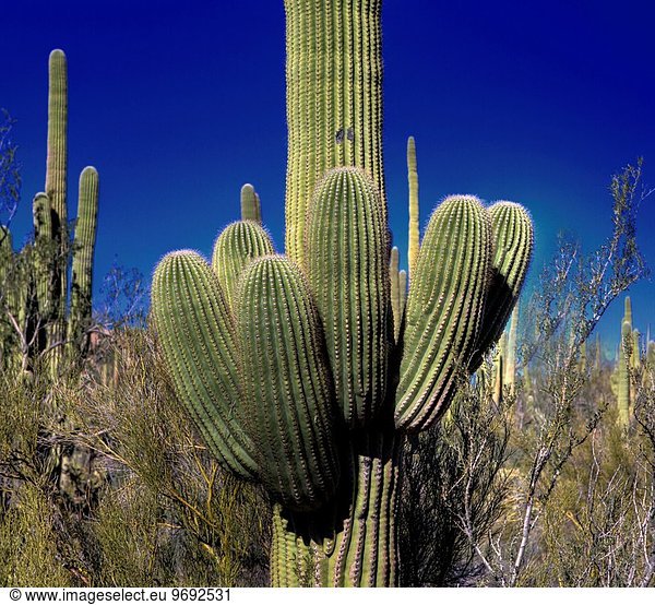 Nationalpark Form Formen bizarr Arizona Saguaro Kaktus