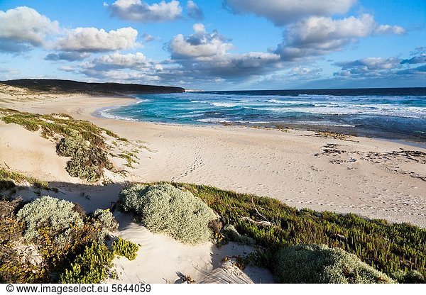 Nationalpark  Küste  Wahrzeichen  Insel  3  Australien  Bucht  Känguru  South Australia  Wildtier