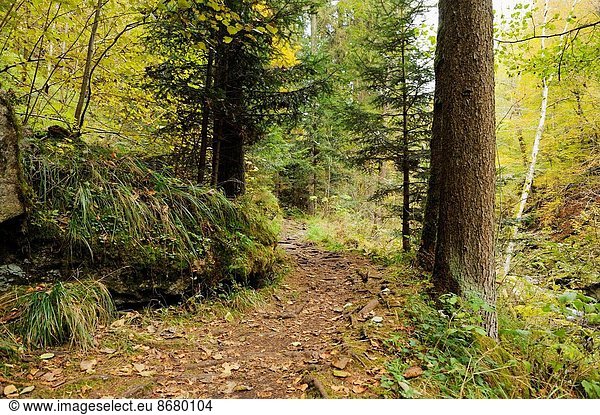 Nationalpark Landschaft Wald Herbst bayerisch Deutschland Weg