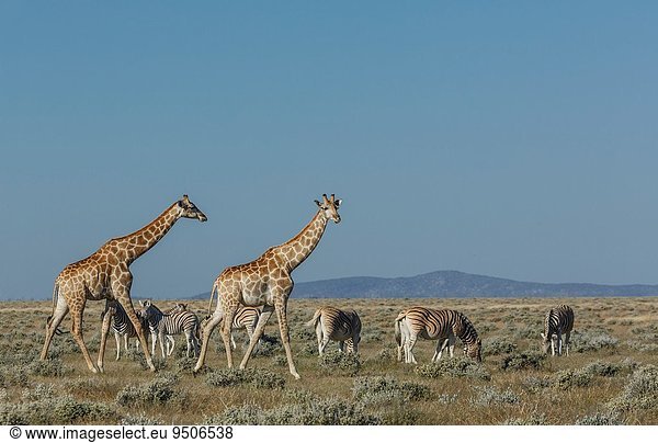 Nationalpark Namibia Giraffe Giraffa camelopardalis Etoscha Wildpark Etosha