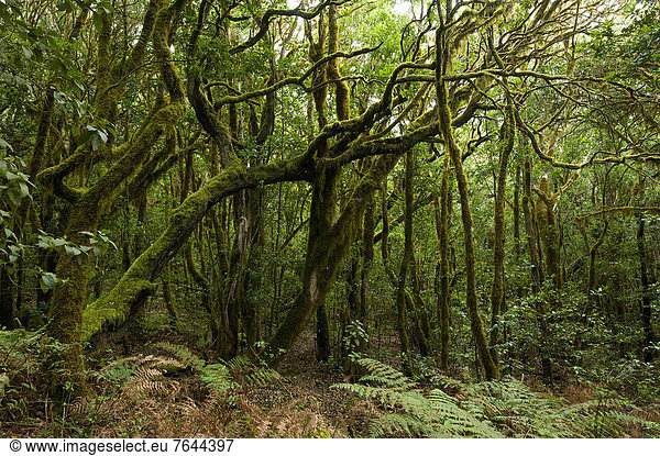 Nationalpark Naturschutzgebiet Außenaufnahme Europa Tag niemand Wald Holz Kanaren Kanarische Inseln La Gomera Spanien