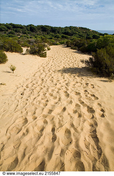 Nationalpark von Doñana. Huelva Provinz. Andalusien  Spanien