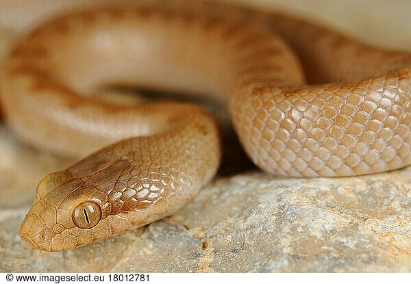 Natter  Nattern  Andere Tiere  Reptilien  Schlangen  Tiere  Gunther's Racer (Ditypophis vivax) adult  close-up of head  Socotra  Yemen