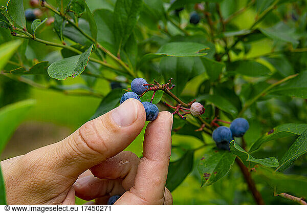 Natural Fresh Organic Fruit Blueberries