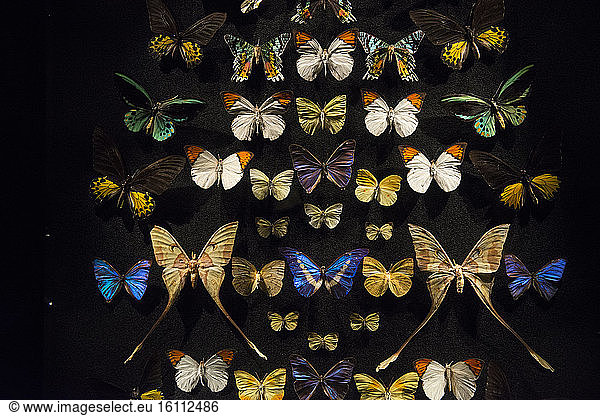 Naturalized Butterflies  Hobart Museum  Tasmania  Australia