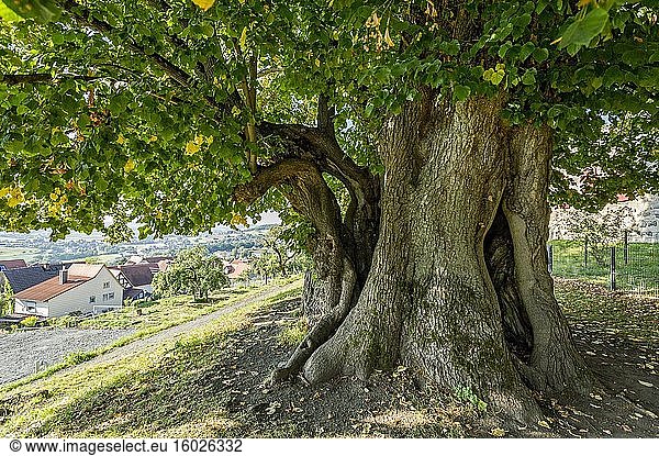 Naturdenkmal Hohler Baum  tausendjährige Linde  Winterlinde oder Steinlinde (Tilia cordata)  Homberg  Ohm  Vogelsberg  Hessen  Deutschland  Europa
