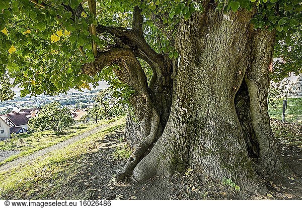 Naturdenkmal Hohler Baum  tausendjährige Linde  Winterlinde oder Steinlinde (Tilia cordata)  Homberg  Ohm  Vogelsberg  Hessen  Deutschland  Europa